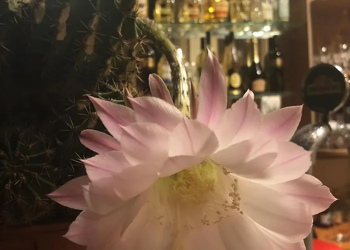 Hotel Sunny Paradise Family Kiten (Burgas)